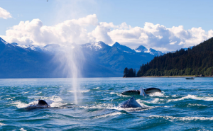 Juneau