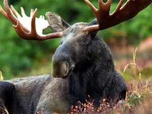 Elanden komen veel voor in Alaska Indrukwekkende dieren als elanden zult u ongetwijfeld tegenkomen tijdens uw cruise naar Alaska