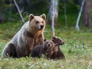 Pas op voor de beren tijdens uw cruise door Alaska Beren bekijken tijdens uw cruise naar Alaska