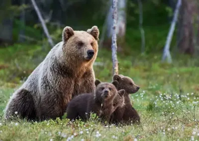 Beren bekijken tijdens uw cruise naar Alaska