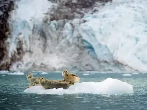 Zeehonden in hun habitat tijdens uw Alaska cruise Zeehonden in hun habitat tijdens uw Alaska cruise