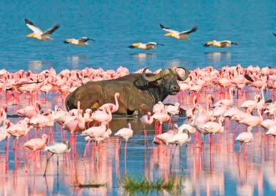 Nakuru meer in Nakuru National Park in Kenya