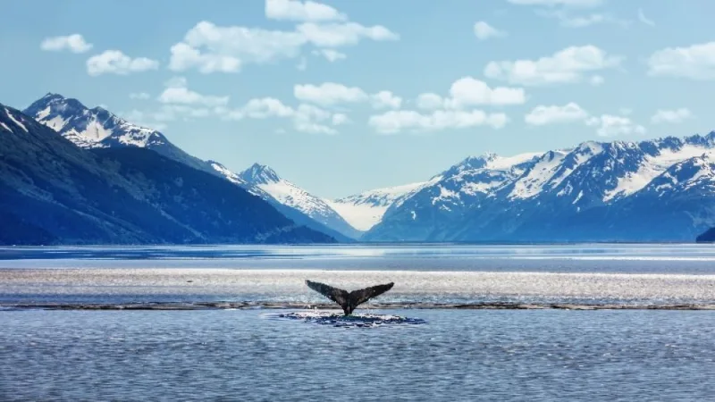 Rondreis Alaska – Dock C CruisePartners (1)