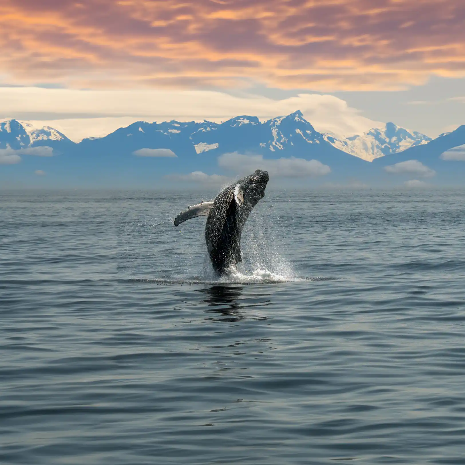Droomt u over een cruise naar Alaska?