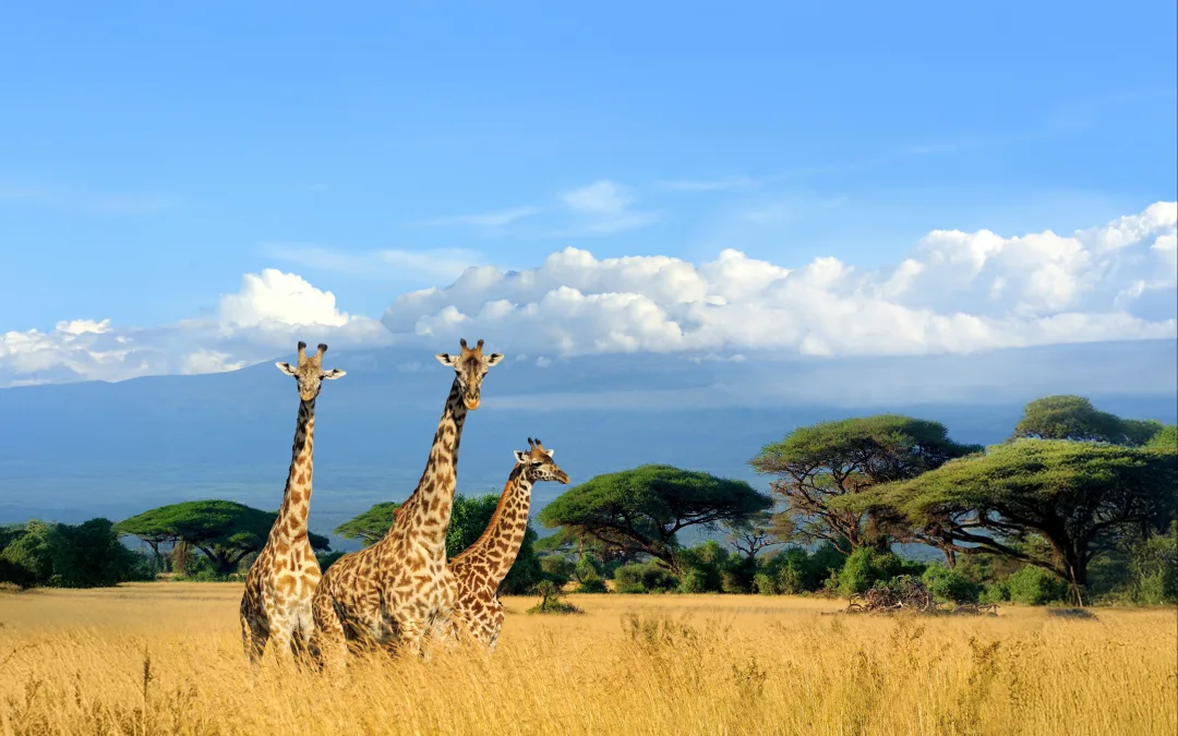 Afrika cruise met de Volendam